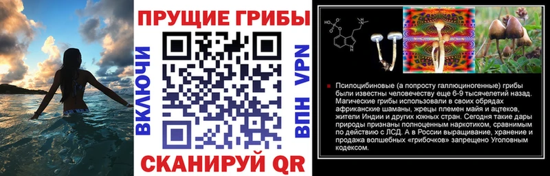 Галлюциногенные грибы Psilocybine cubensis  Медвежьегорск 